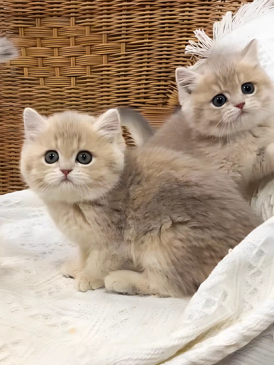 猫舍直销,批发价出售,蓝金渐层